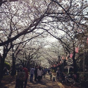 辰巳の森公園桜